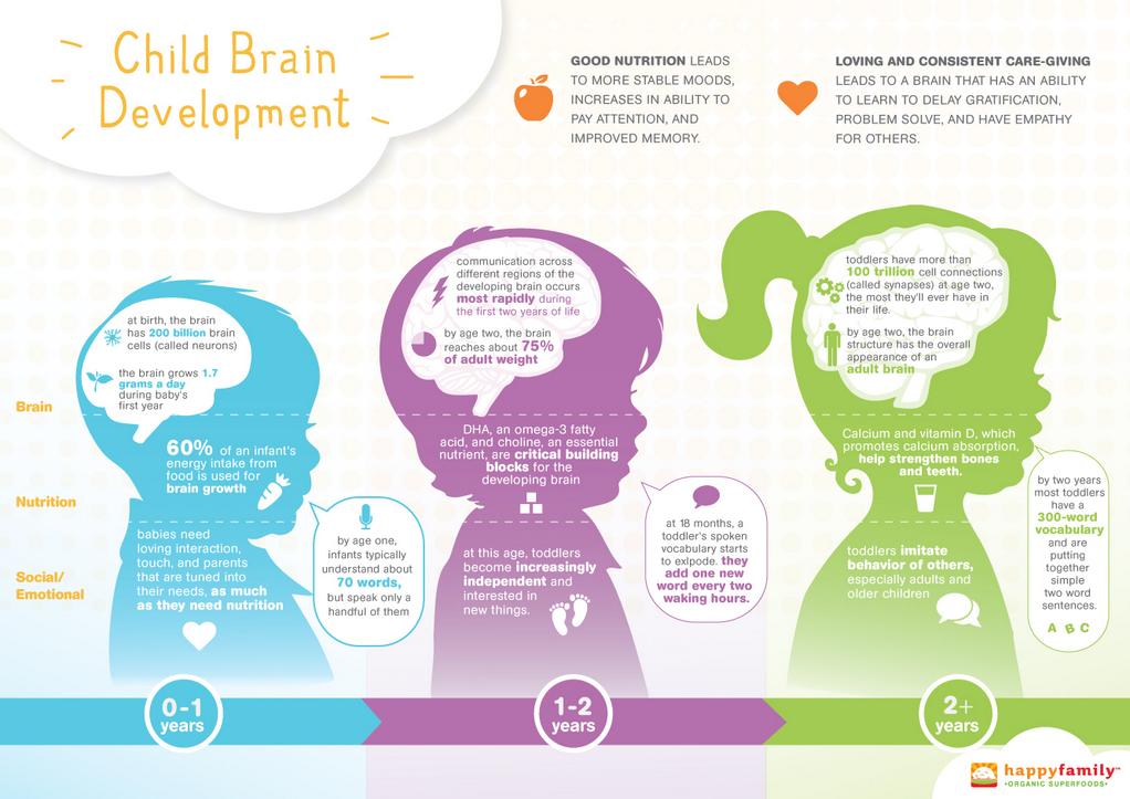 Baby Brain Development Chart